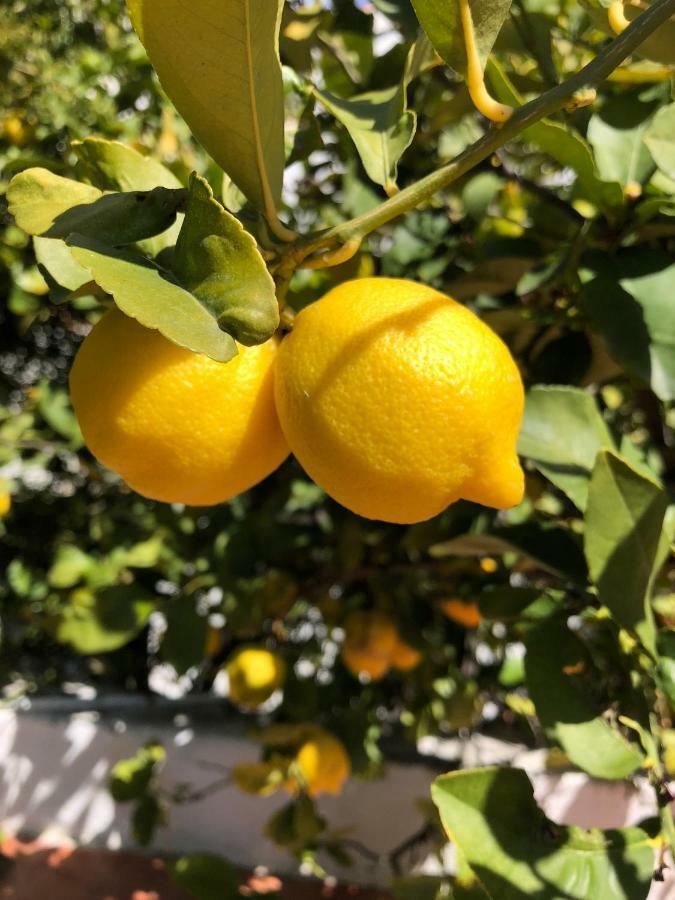 Limonero bnb Gualchos Esterno foto